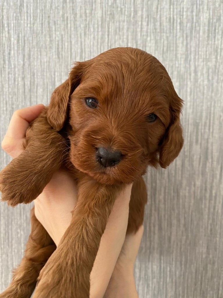cockapoo puppies gumtree